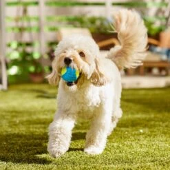 Frisco Fetch Squeaky Tennis Ball With Rubber Sleeve Dog Toy 14 Frisco Fetch Squeaky Tennis Ball With Rubber Sleeve Dog Toy -Frisco 152844 PT6. AC SS1800 V1691776576