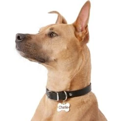 Frisco Personalized Dog ID Tag, Bone 14 Frisco Personalized Dog ID Tag, Bone -Frisco 152994 PT5. AC SS1800 V1559856739