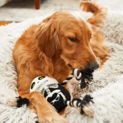 Frisco Halloween Skeleton Plush With Rope Squeaky Dog Toy 9 Frisco Halloween Skeleton Plush With Rope Squeaky Dog Toy -Frisco 161358 PT6. AC SS1800 V1597599370