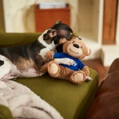 Frisco Chewy Bear Plush Squeaky Dog Toy -Frisco 164312 PT3. AC SS1800 V1600973456