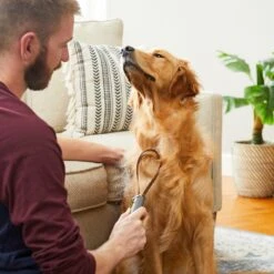 Frisco Shedding Blade Dog Brush, One Size 12 Frisco Shedding Blade Dog Brush, One Size -Frisco 206895 PT7. AC SS1800 V1680186159