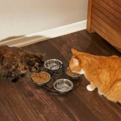 Frisco Multi Pet Feeding 4-Bowls Stainless Steel Dog & Cat Bowls, 0.5 Cup 15 Frisco Multi Pet Feeding 4-Bowls Stainless Steel Dog & Cat Bowls, 0.5 Cup -Frisco 213787 PT6. AC SS1800 V1599091021