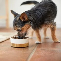 Frisco Melamine Dog & Cat Bowl With Bamboo Base -Frisco 232065 PT7. AC SS1800 V1692989518