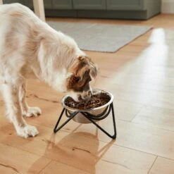Frisco Triangle Iron Non-Skid Elevated Dog & Cat Bowl 15 Frisco Triangle Iron Non-Skid Elevated Dog & Cat Bowl -Frisco 257155 PT5. AC SS1800 V1692987369
