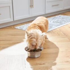 Frisco Flare Non-Skid Stainless Steel Dog & Cat Bowl -Frisco 257162 PT2. AC SS1800 V1692989463