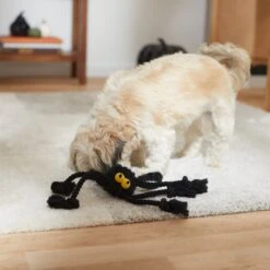 Frisco Halloween Spider Rope Dog Toy -Frisco 270504 PT3. AC SS1800 V1624825021