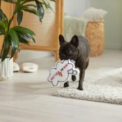Frisco Brunch Word Bubble Plush Squeaky Dog Toy -Frisco 297286 PT3. AC SS1800 V1642087915