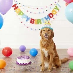 Frisco Dog & Cat Birthday Bandana & Frisco Birthday Cake Dog & Cat Hat 18 Frisco Dog & Cat Birthday Bandana & Frisco Birthday Cake Dog & Cat Hat -Frisco 302374 PT7. AC SS1800 V1623091042