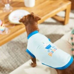 Frisco Birthday Cake Dog & Cat Hat & Frisco It's My Birthday & Cat T-Shirt -Frisco 302392 PT7. AC SS1800 V1623061648