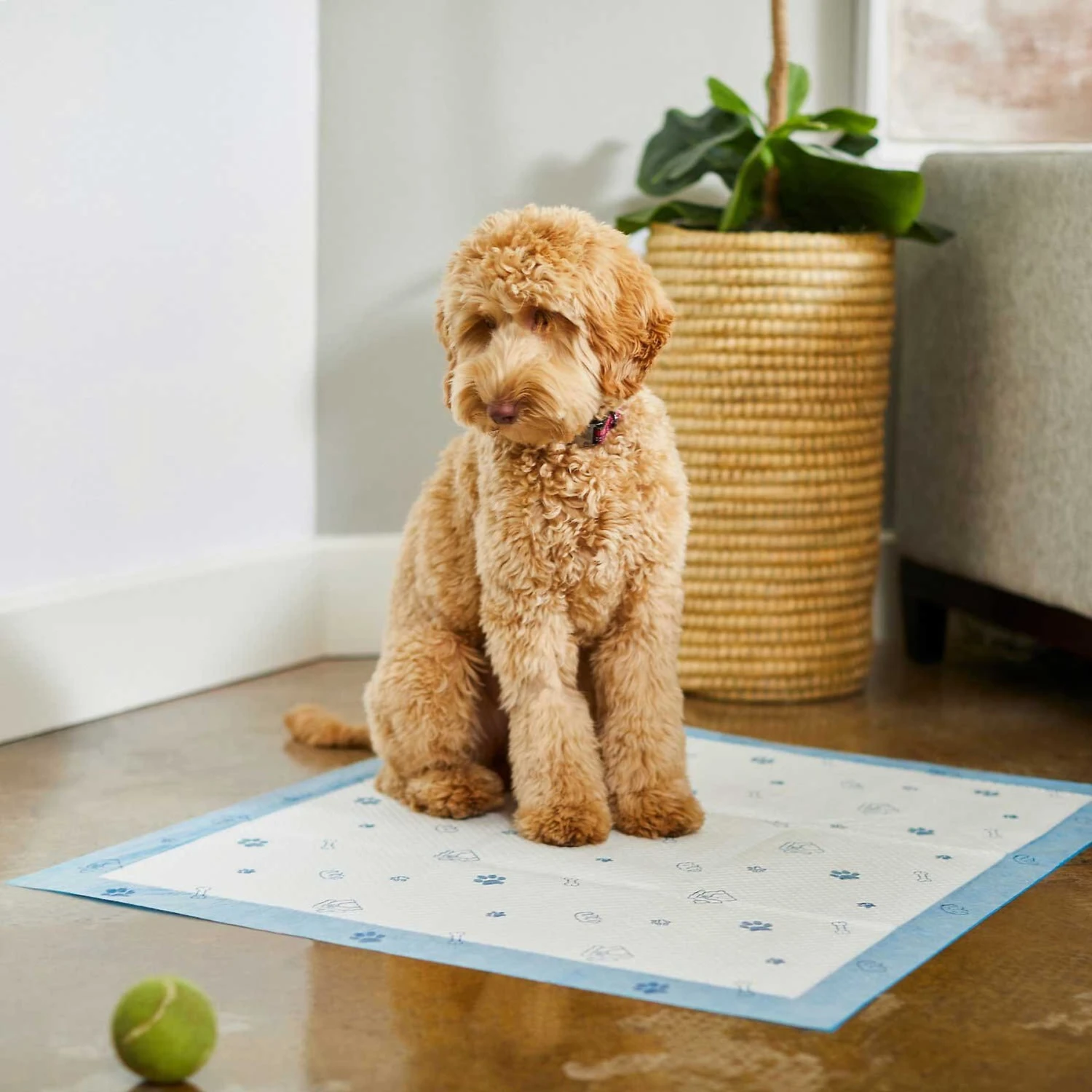 Frisco Fold & Carry Single Door Collapsible Wire Dog Crate & Frisco Premium Extra Large Printed Dog Training & Potty Pads 11 Frisco Fold & Carry Single Door Collapsible Wire Dog Crate & Frisco Premium Extra Large Printed Dog Training & Potty Pads - Image 9