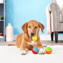 Frisco Fetch Squeaking Colorful Tennis Ball Dog Toy & Project Hive Pet Company Ball Dog Toy 14 Frisco Fetch Squeaking Colorful Tennis Ball Dog Toy & Project Hive Pet Company Ball Dog Toy -Frisco 319024 PT3. AC SS1800 V1630550869