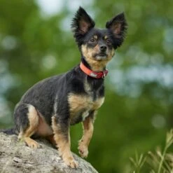 Frisco Outdoor Comfort Print Nylon Padded Dog Collar & Frisco Outdoor Ultra Reflective Rope Leash With Padded Handle -Frisco 319066 PT4. AC SS1800 V1631158882