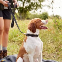 Frisco Outdoor Premium Ripstop Nylon Dog Harness With Pocket & Frisco Outdoor Nylon Reflective Comfort Padded Dog Leash -Frisco 319306 PT8. AC SS1800 V1631161603