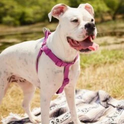 Frisco Outdoor Solid Textured Waterproof Stink Proof PVC Dog Harness & Frisco Outdoor Solid Textured Waterproof Stink Proof PVC Dog Leash -Frisco 319356 PT4. AC SS1800 V1631146580