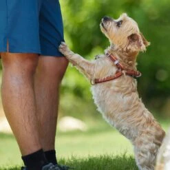 Frisco Outdoor Two Toned Waterproof Stink Proof PVC Dog Leash & Frisco Outdoor Two Tone Waterproof Stinkproof PVC Dog Harness -Frisco 319448 PT8. AC SS1800 V1631145975