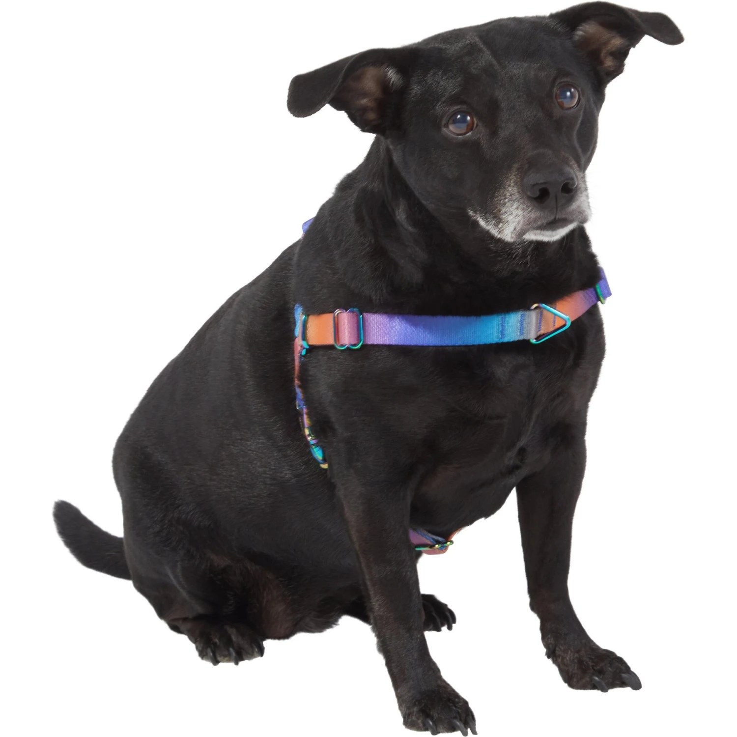 Frisco Purple Ombre Style Dog Harness 5 Frisco Purple Ombre Style Dog Harness - Image 3