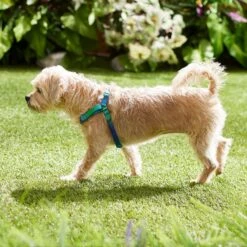 Frisco Green Ombre Style Dog Harness -Frisco 324531 PT4. AC SS1800 V1642519509