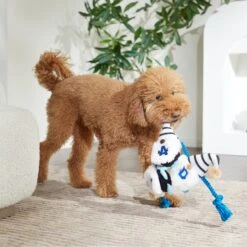 Frisco Dad Gnome Plush With Rope Dog Toy 7 Frisco Dad Gnome Plush With Rope Dog Toy -Frisco 327053 PT3. AC SS1800 V1648667286