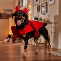 Frisco My Little Devil Dog & Cat Costume Accessory -Frisco 706622 PT7. AC SS1800 V1689342200