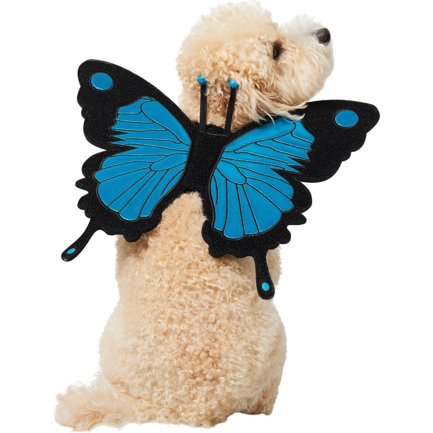 Frisco Magical Butterfly Wings Dog & Cat Costume Accessory 2 Frisco Magical Butterfly Wings Dog & Cat Costume Accessory