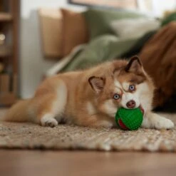 Frisco Holiday Fetch Squeaky Tennis Ball With Rubber Sleeve Dog Toy 9 Frisco Holiday Fetch Squeaky Tennis Ball With Rubber Sleeve Dog Toy -Frisco 739686 PT3. AC SS1800 V1694812401