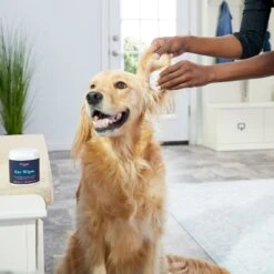 Zymox Ear Infection Solution With .5% Hydrocortisone For Dogs & Cats, 1.25-oz Bottle & Frisco Ear Wipes For Dogs, 100 Count -Frisco 808334 PT7. AC SS1800 V1679065297