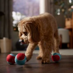 Frisco Holiday Santa's Helpers Plush Squeaky Dog Toy, 3 Count & Frisco Holiday Ho Ho Ho Fetch Squeaky Tennis Ball Dog Toy 17 Frisco Holiday Santa's Helpers Plush Squeaky Dog Toy, 3 Count & Frisco Holiday Ho Ho Ho Fetch Squeaky Tennis Ball Dog Toy -Frisco 986214 PT8. AC SS1800 V1698258345