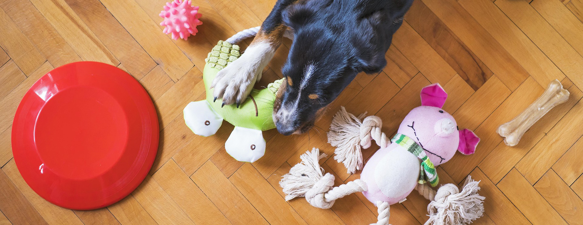 Frisco 1 Frisco -Frisco dog toys 5175628 1920